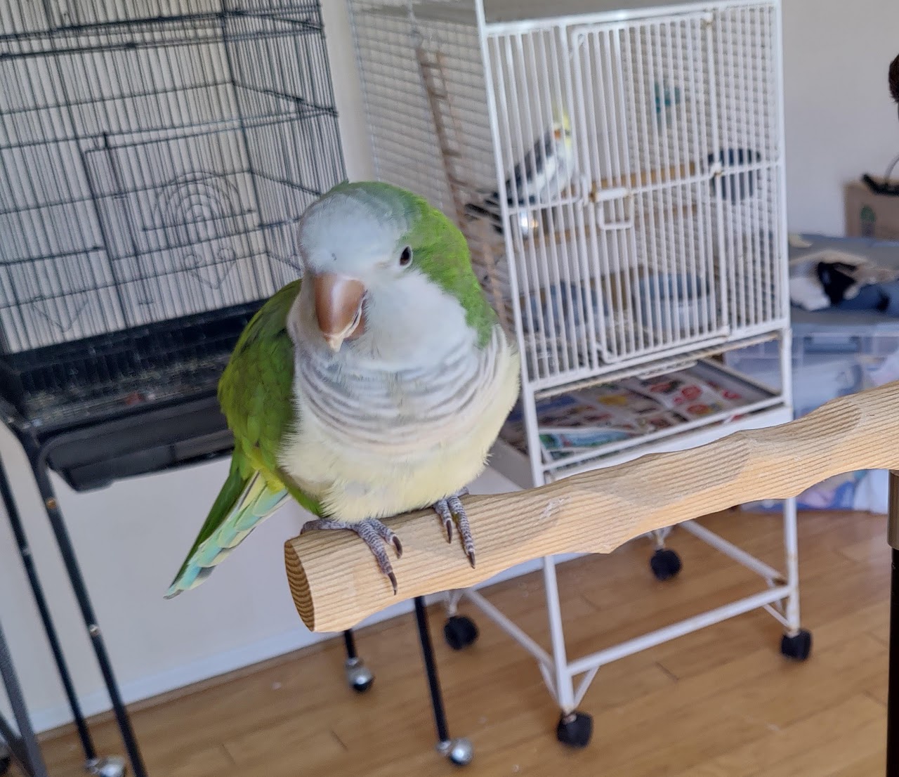 How to Pick the PERFECT Cage for YOUR bird.