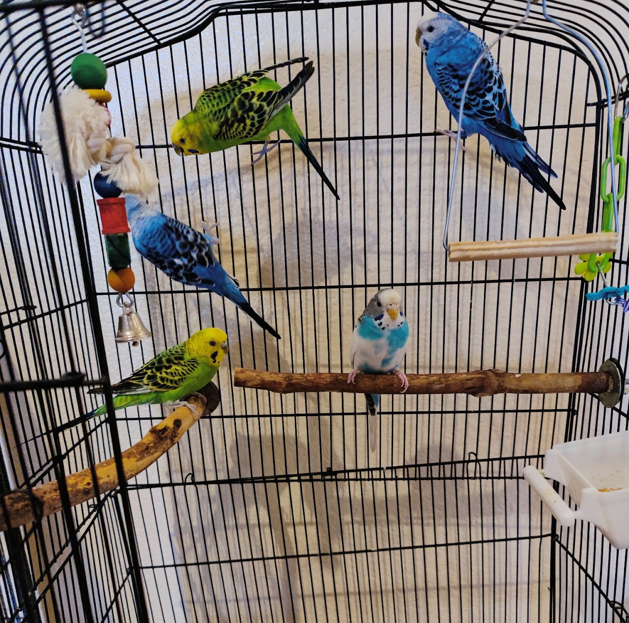 Best Parrots When YOU Don’t Have Much Space
