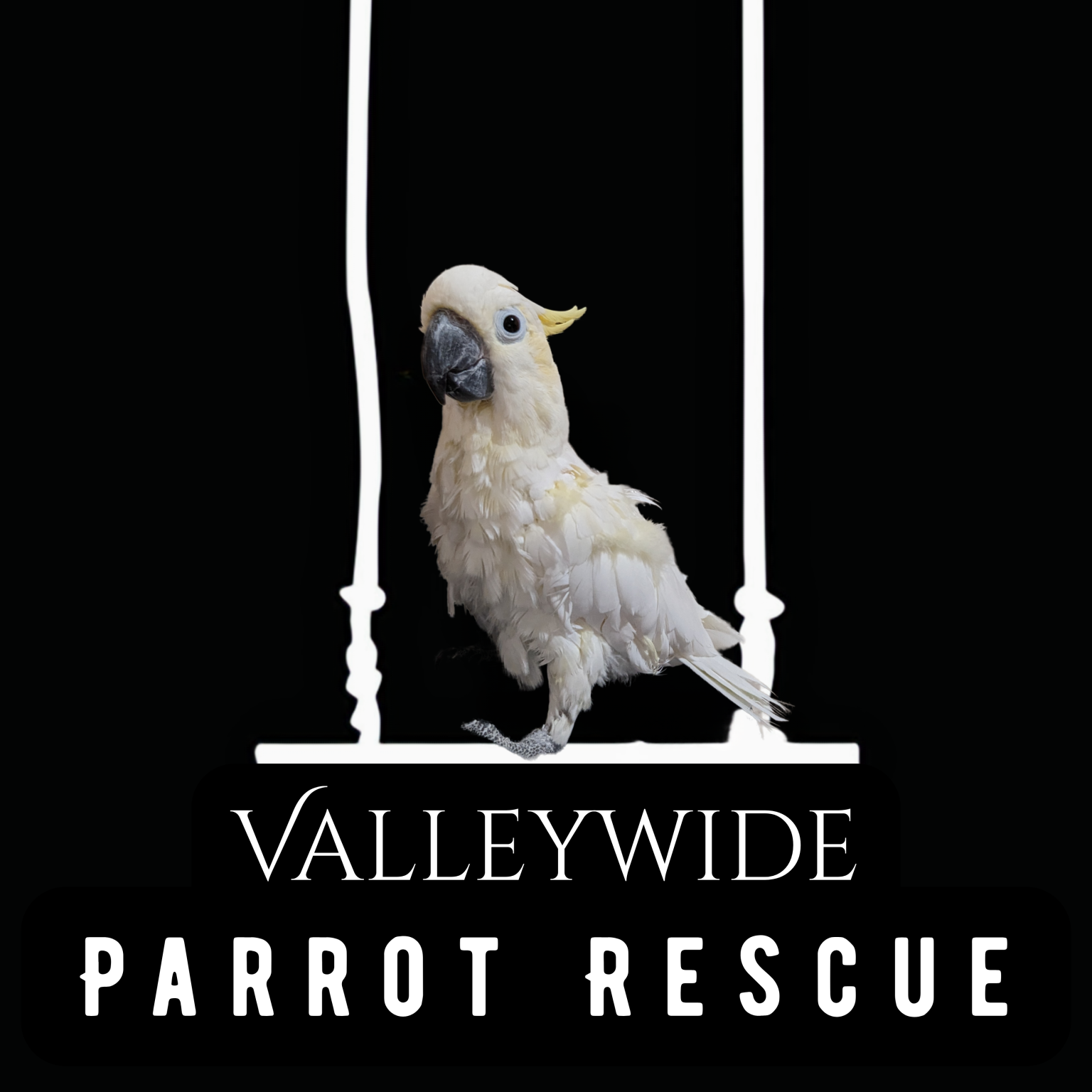 Image showcasing Valleywide Parrot Rescue