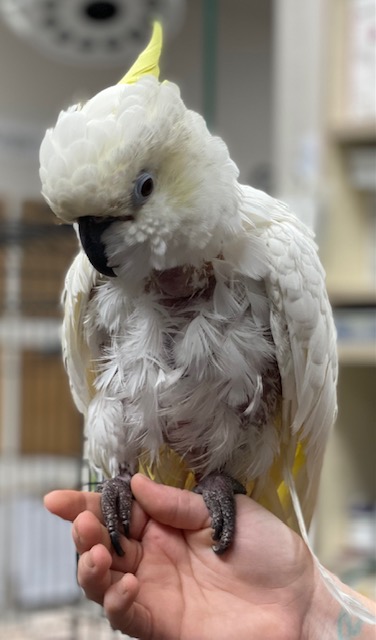 The Importance of Parrot Adoption: Giving a Forever Home to Rescued Birds