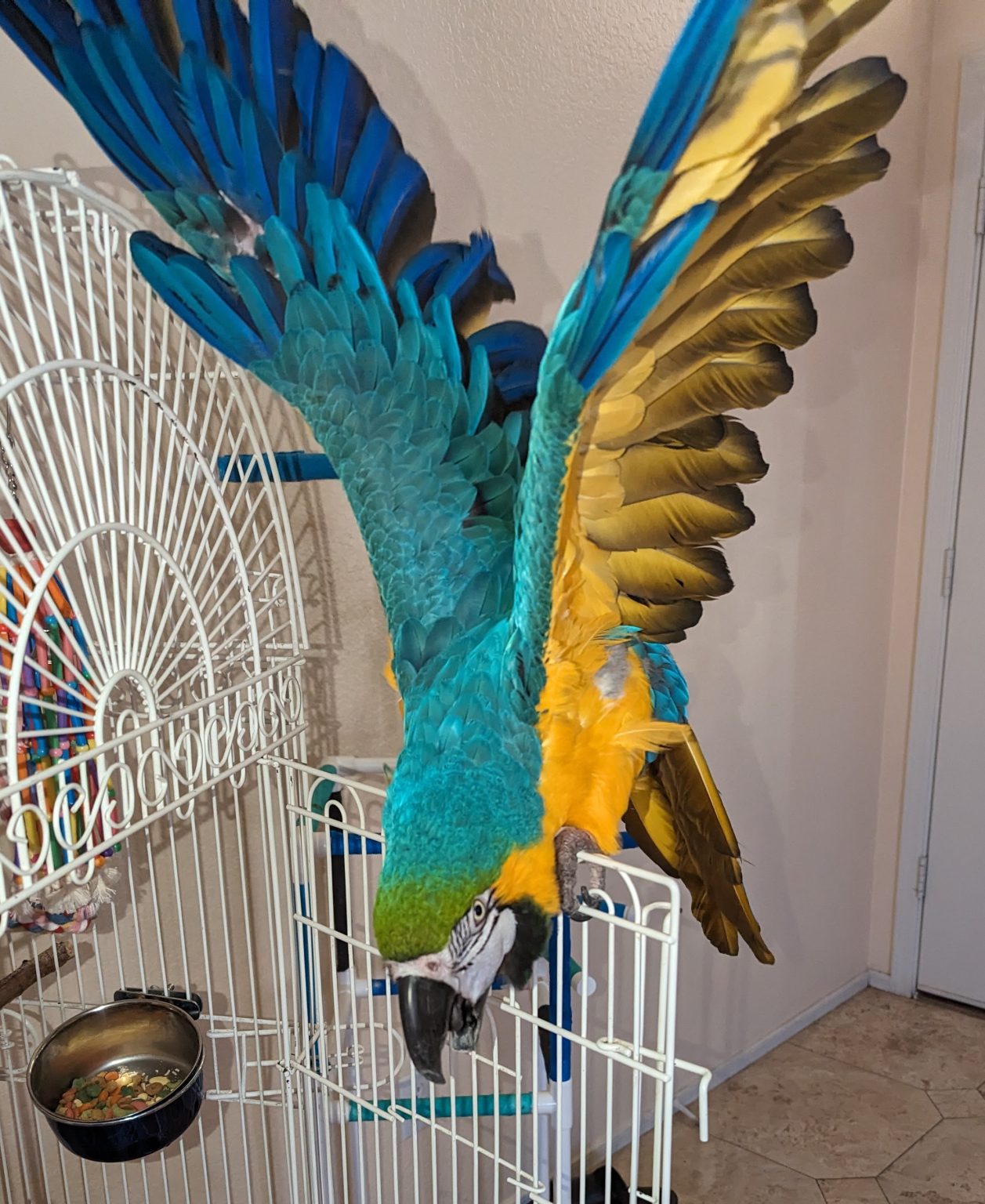 Stunning Parrot Adoption With Large Parrot Aviaries image