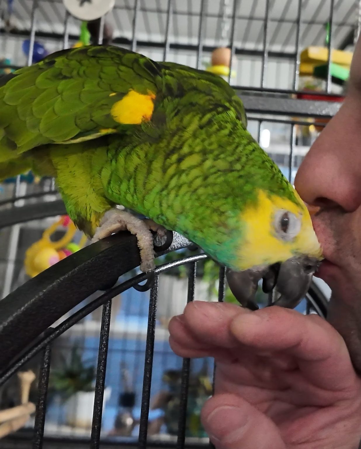 Valleywide Parrot Rescue